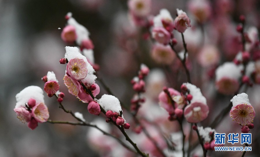 湖北保康：雪后梅花美如画