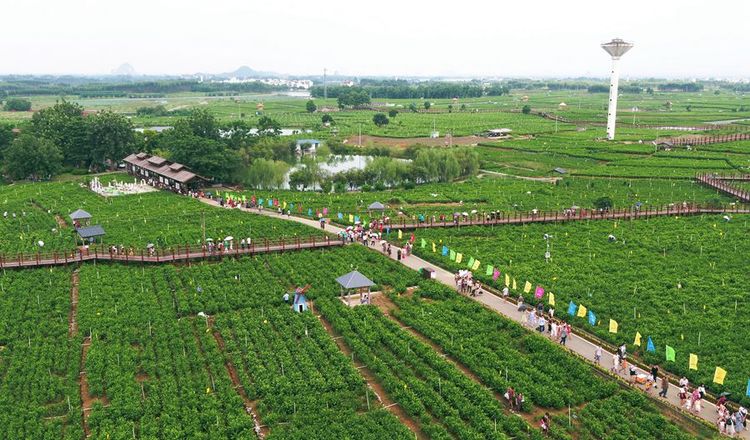 广西横县：以花为媒 加快创建全域旅游示范区