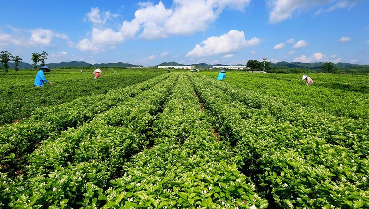 广西横县：以花为媒 加快创建全域旅游示范区