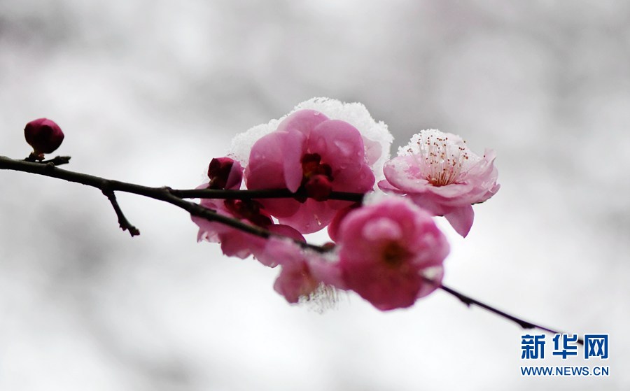 湖北保康：雪后梅花美如画