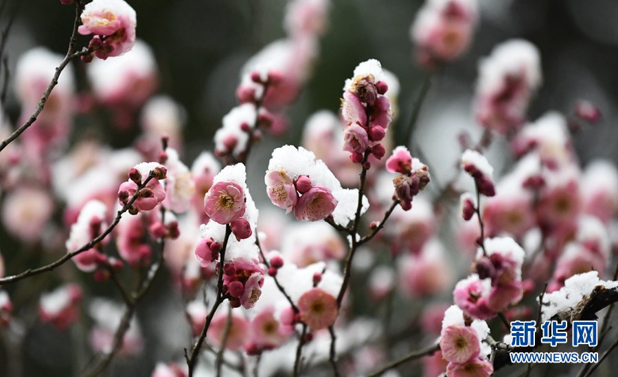 湖北保康：雪后梅花美如画