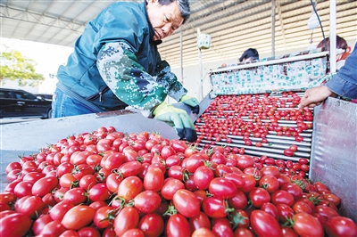 【食品农业图文列表】【即时快讯】陵水圣女果陆续成熟上市