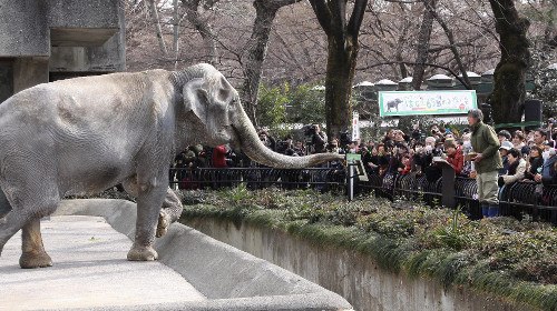 日本国内最高龄大象“花子”死亡 安详离世(图)