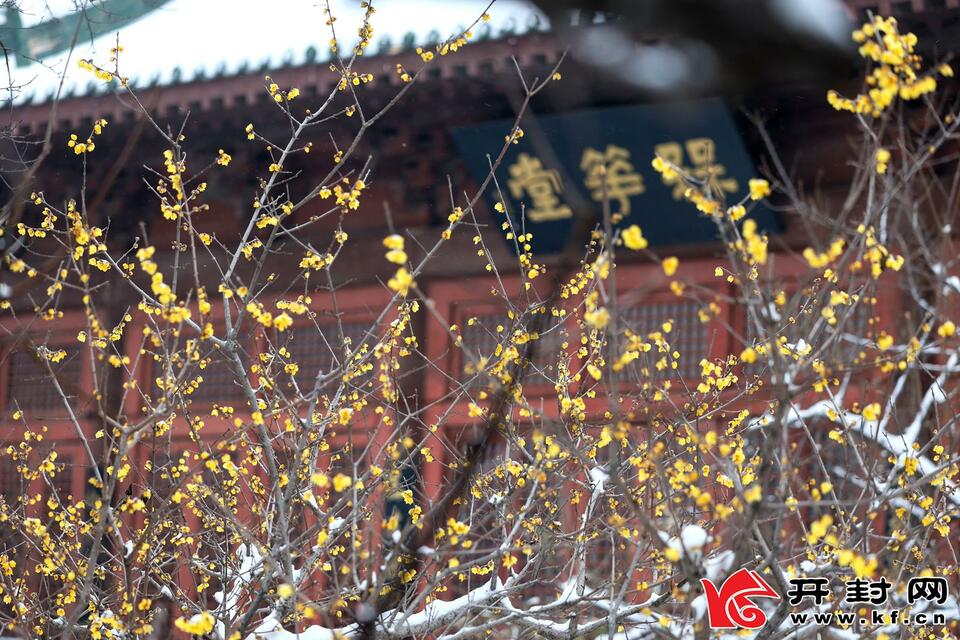 河南开封：傲雪梅花报新春