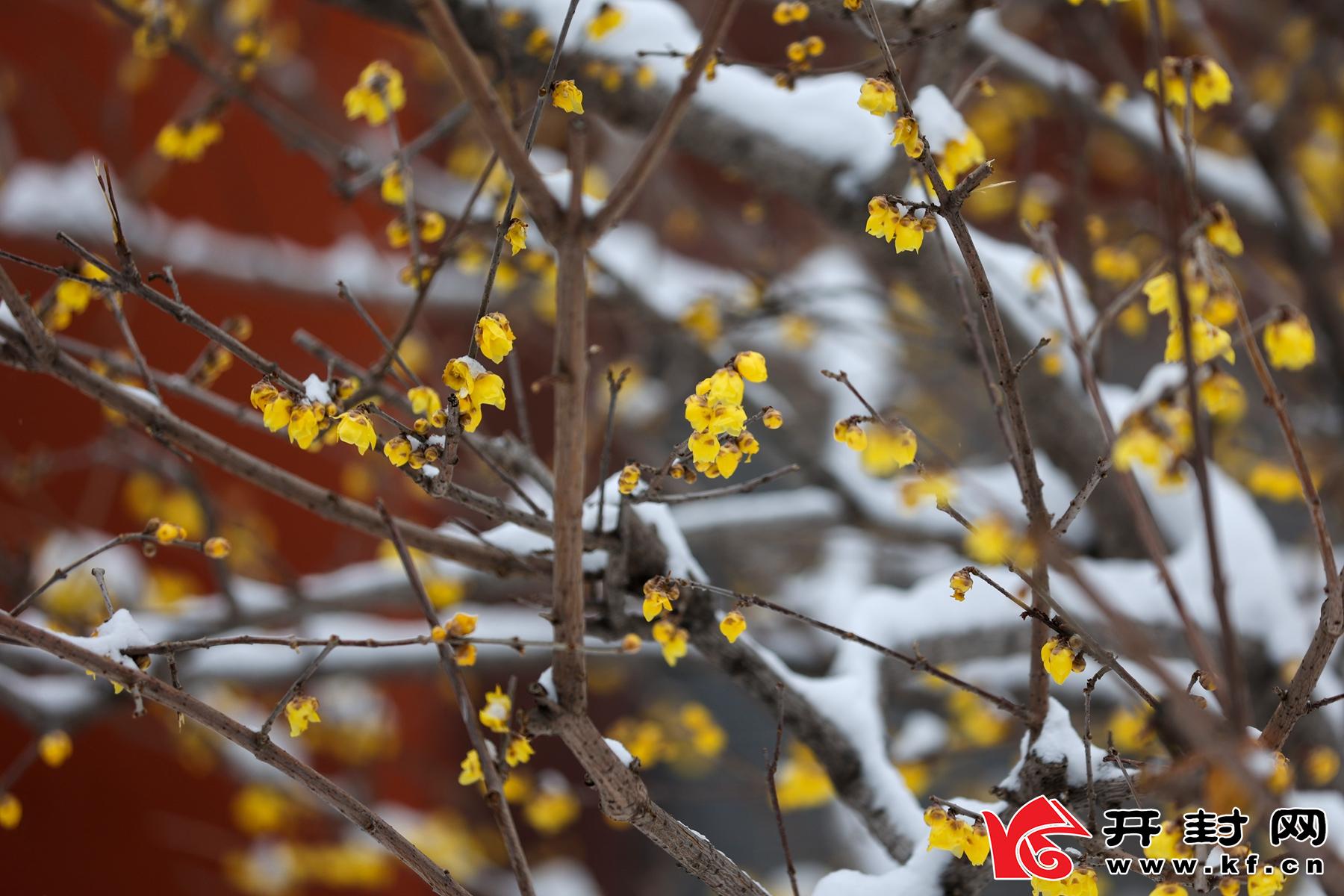 河南开封：傲雪梅花报新春