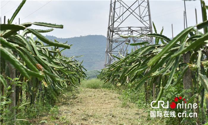 【A】思路变天地宽 玉林市兴业县六联村打开脱贫万千路