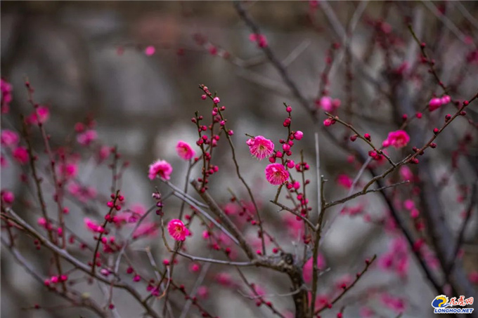 极美南京：你瞧！梅花开了