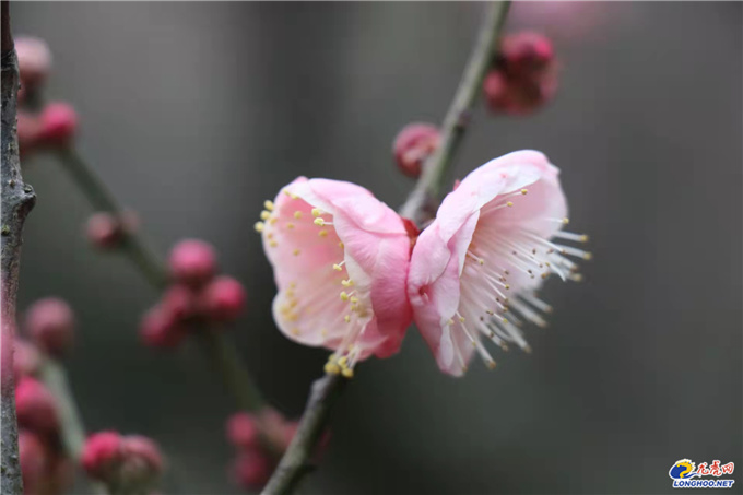 极美南京：你瞧！梅花开了