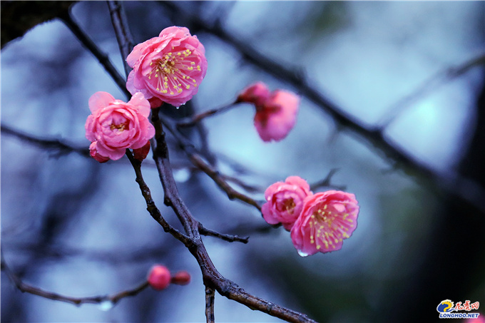 极美南京：你瞧！梅花开了