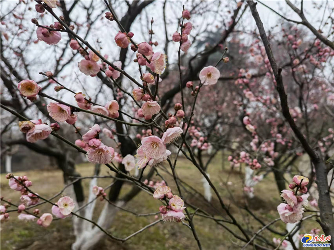 极美南京：你瞧！梅花开了