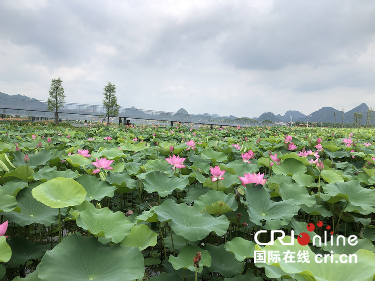 广西贵港市第七届荷花展启动