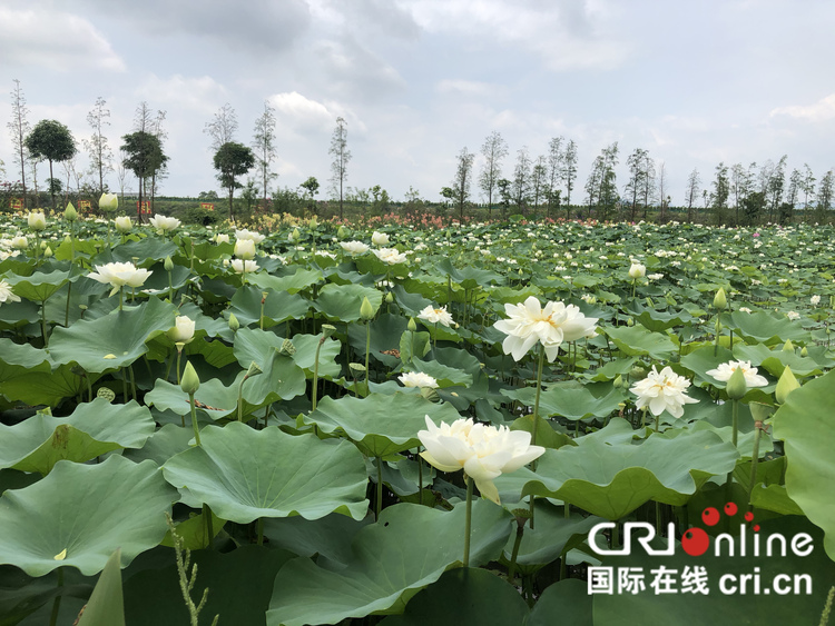 广西贵港市第七届荷花展启动