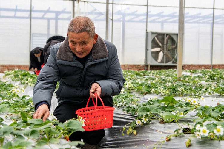 新春走基层丨幸福的味道——草莓丰收迎新年