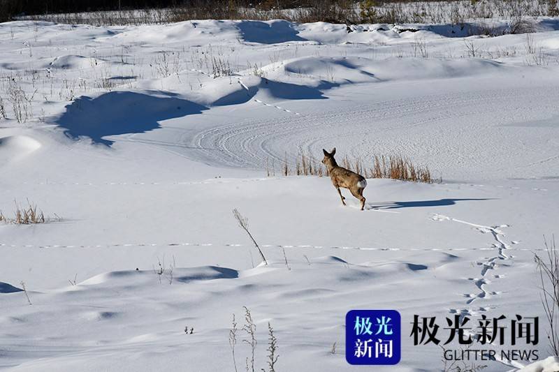 狍子春节来“拜年” 民警护送把家还