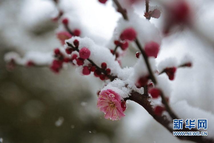 瑞雪兆金陵 虎年“开工雪”来啦