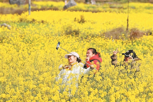 广西融安；万亩油菜花迎春开