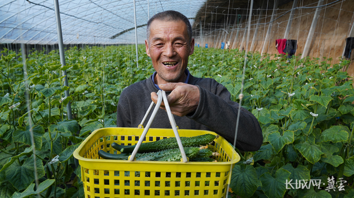 邯郸馆陶：“小黄瓜”助力乡村振兴