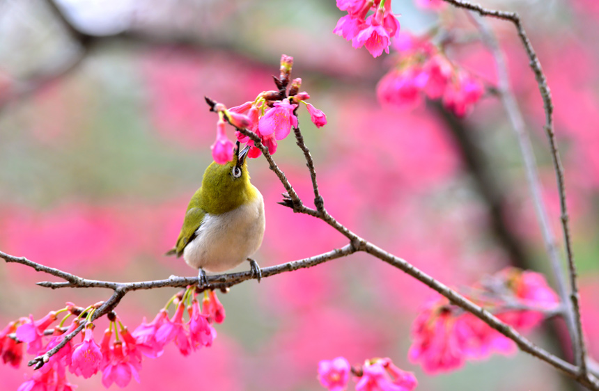 广西：春花绽放孕生机