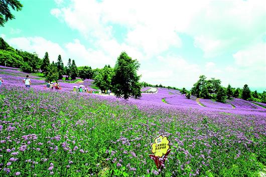 野三关上观花海迎来避暑游客