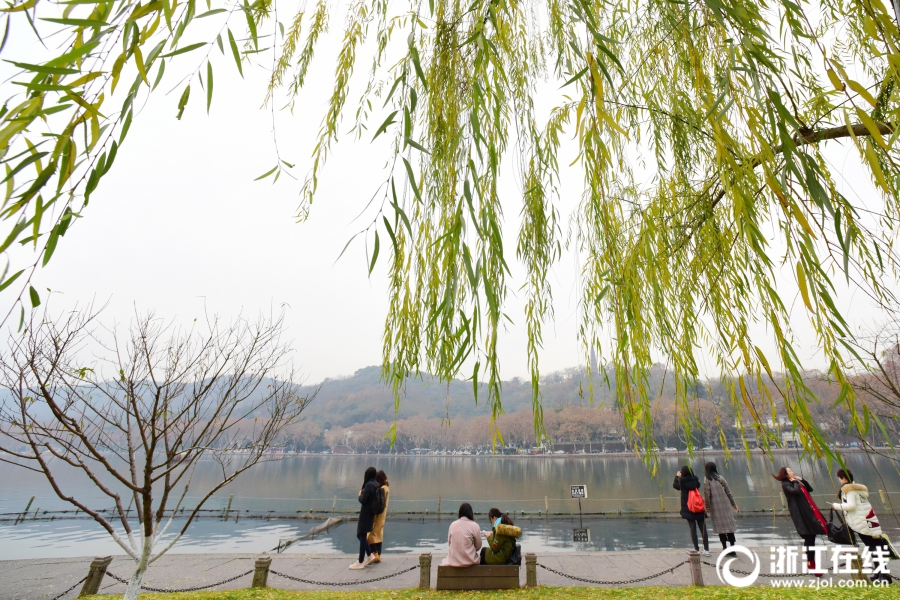 杭州：太阳缺席 西湖柳黄