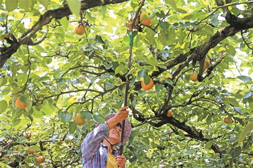 万亩青花梨 甜了农民心