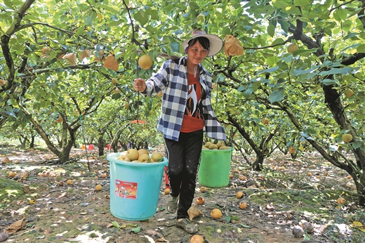 万亩青花梨 甜了农民心