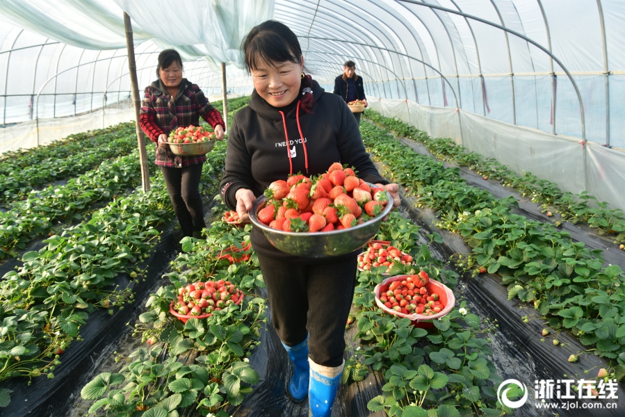 建德：头茬草莓畅销市场