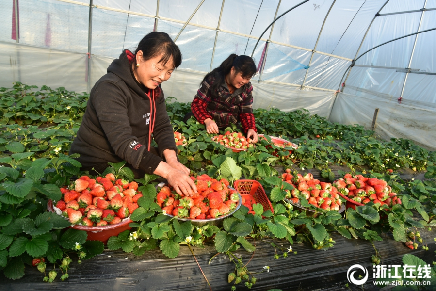 建德：头茬草莓畅销市场