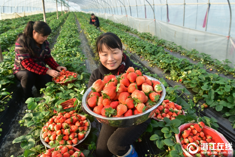 建德：头茬草莓畅销市场