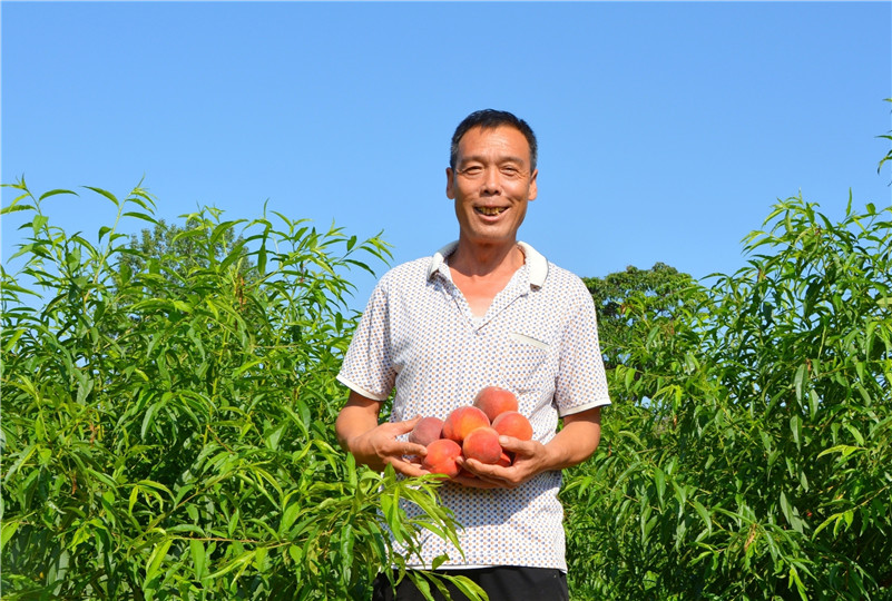 （有修改）【B】三门峡示范区阳店镇布张村发展特色产业 助农增收致富