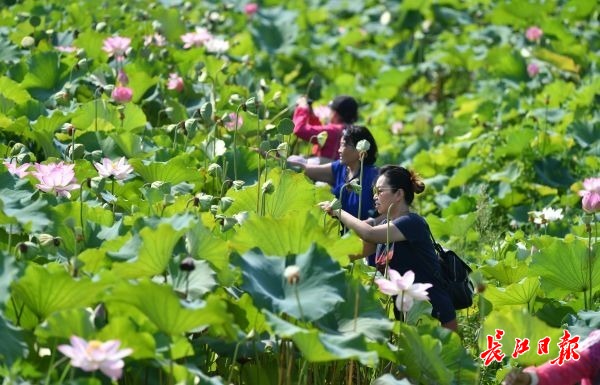 牧童遥指美丽乡村 | 图集