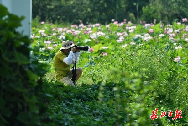 牧童遥指美丽乡村 | 图集