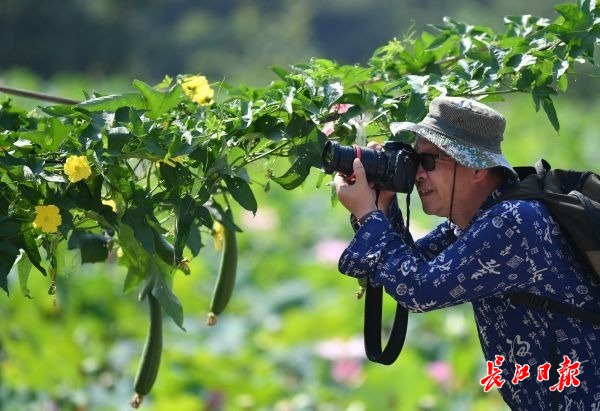 牧童遥指美丽乡村 | 图集