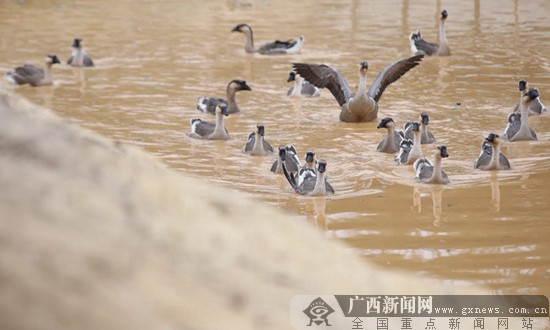 【焦点图】（首页标题）以雁鹅为媒 铺就致富路（内容页标题）[学习十九大 开拓新港口]以雁鹅为媒 铺就致富路