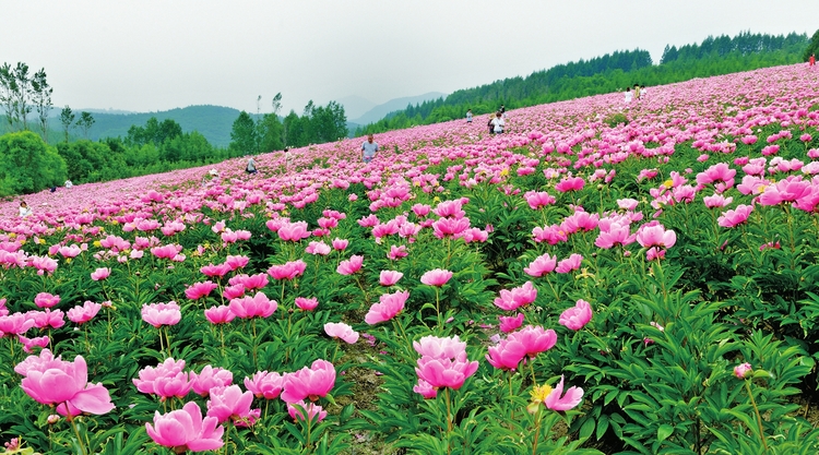 日华光暖向阳枝——白山市促消费稳增长纪实