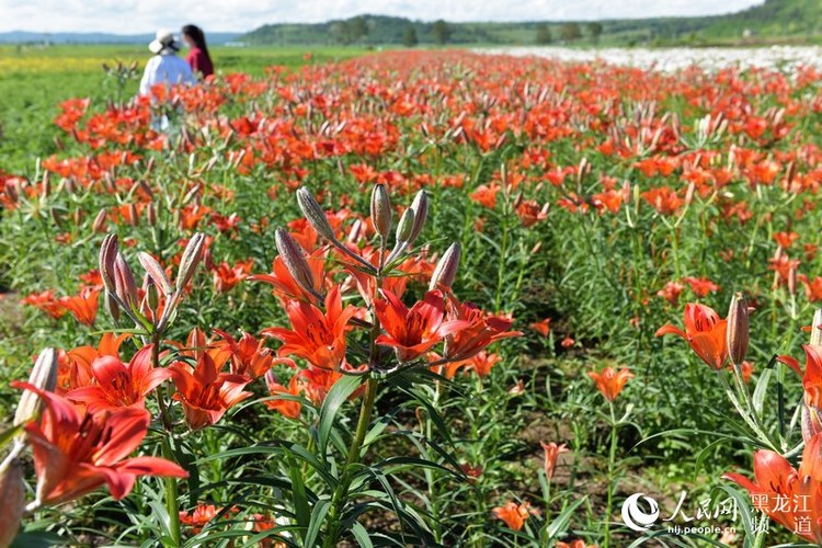 边城呼玛：北药花开迎客来