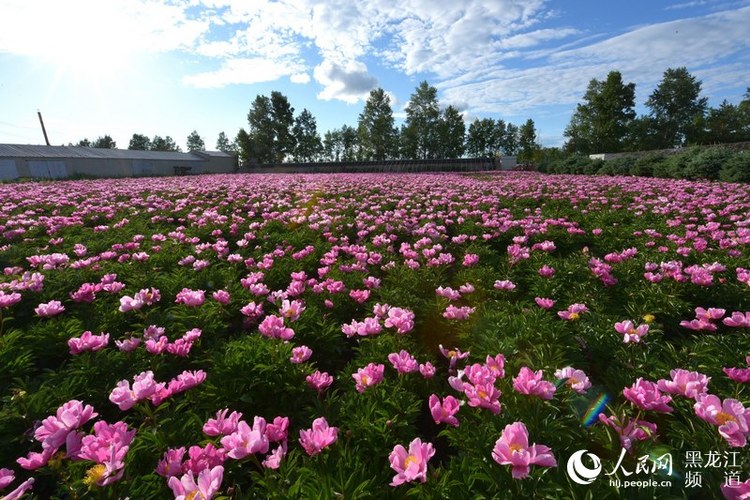 边城呼玛：北药花开迎客来