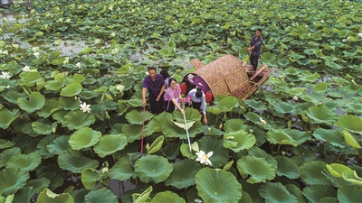 （带图）宿迁泗洪：荷花盛开游人醉