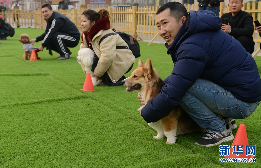 郑州: 宠物冬运会 狗狗萌翻天