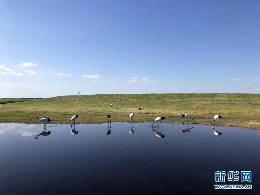 从“人鸟争食” 到“人鹤和谐”——湿地生态保护的“扎龙探索”