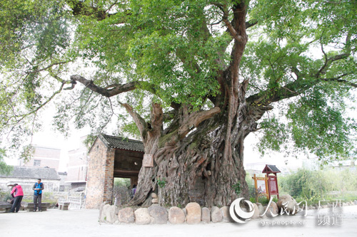 【八桂大地图文】（首页标题）广西钟山古村换新颜（内容页标题）广西钟山：古村换新颜 快马加鞭忙脱贫