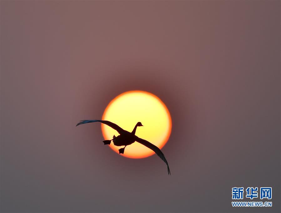 江西南昌：夕阳渡飞鸟