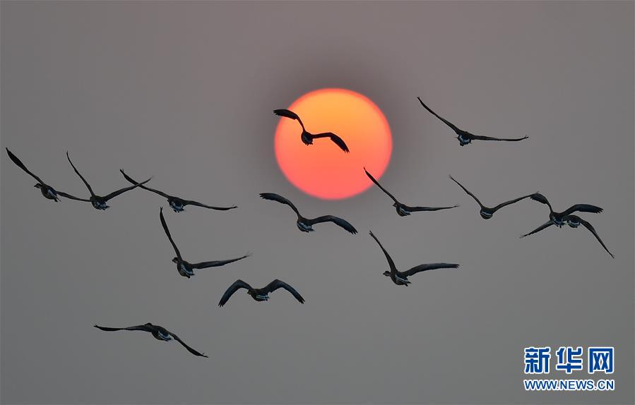 江西南昌：夕阳渡飞鸟