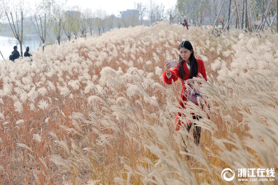 金华：芦苇花绽放 摇曳生姿醉游人