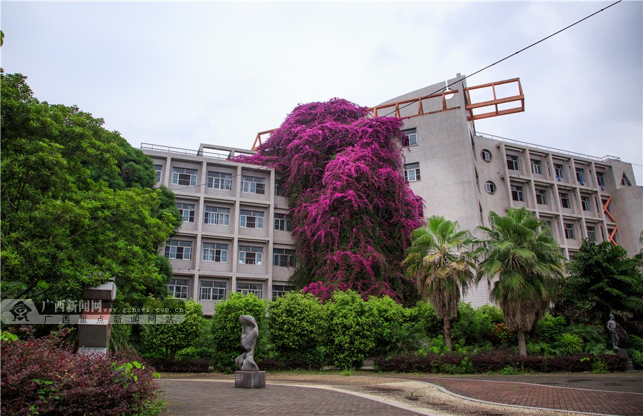 南宁一高校现三角梅“鲜花瀑布”景观