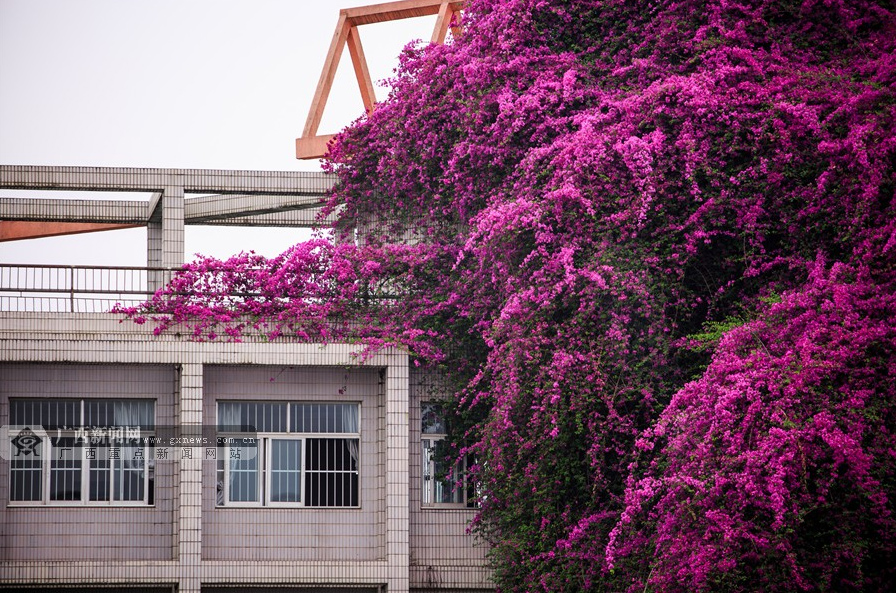 南宁一高校现三角梅“鲜花瀑布”景观