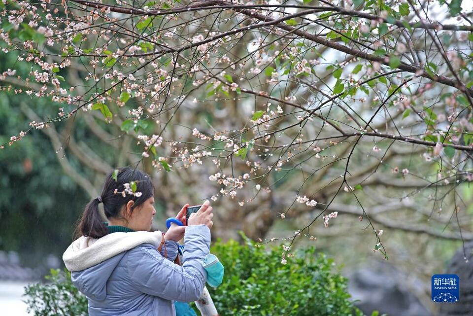 广西南宁：梅花盛放报春来