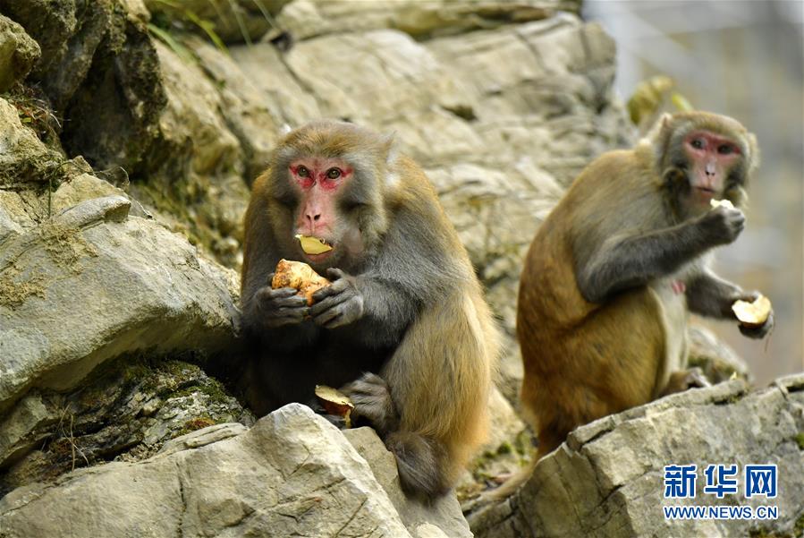 湖北恩施：野生猕猴觅食过冬