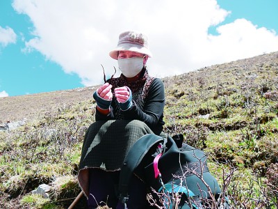 上草山，挖虫草