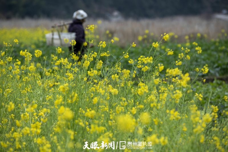 （中首）贵州：春天的色彩